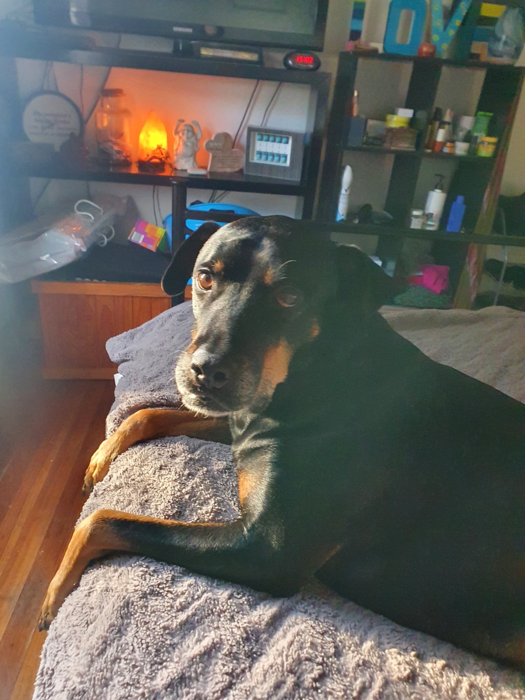 I wish I was a&nbsp;dog…