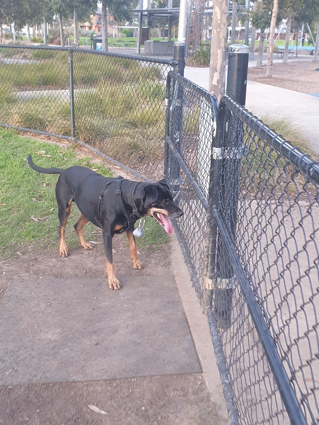 In so much pain I could cry.. but Boss still needs a&nbsp;run..