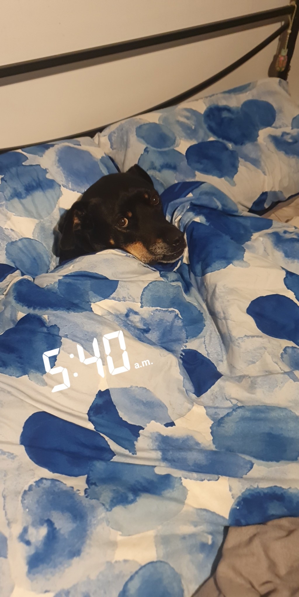 Boss stayed in bed while I got up to go to the gym&nbsp;😆