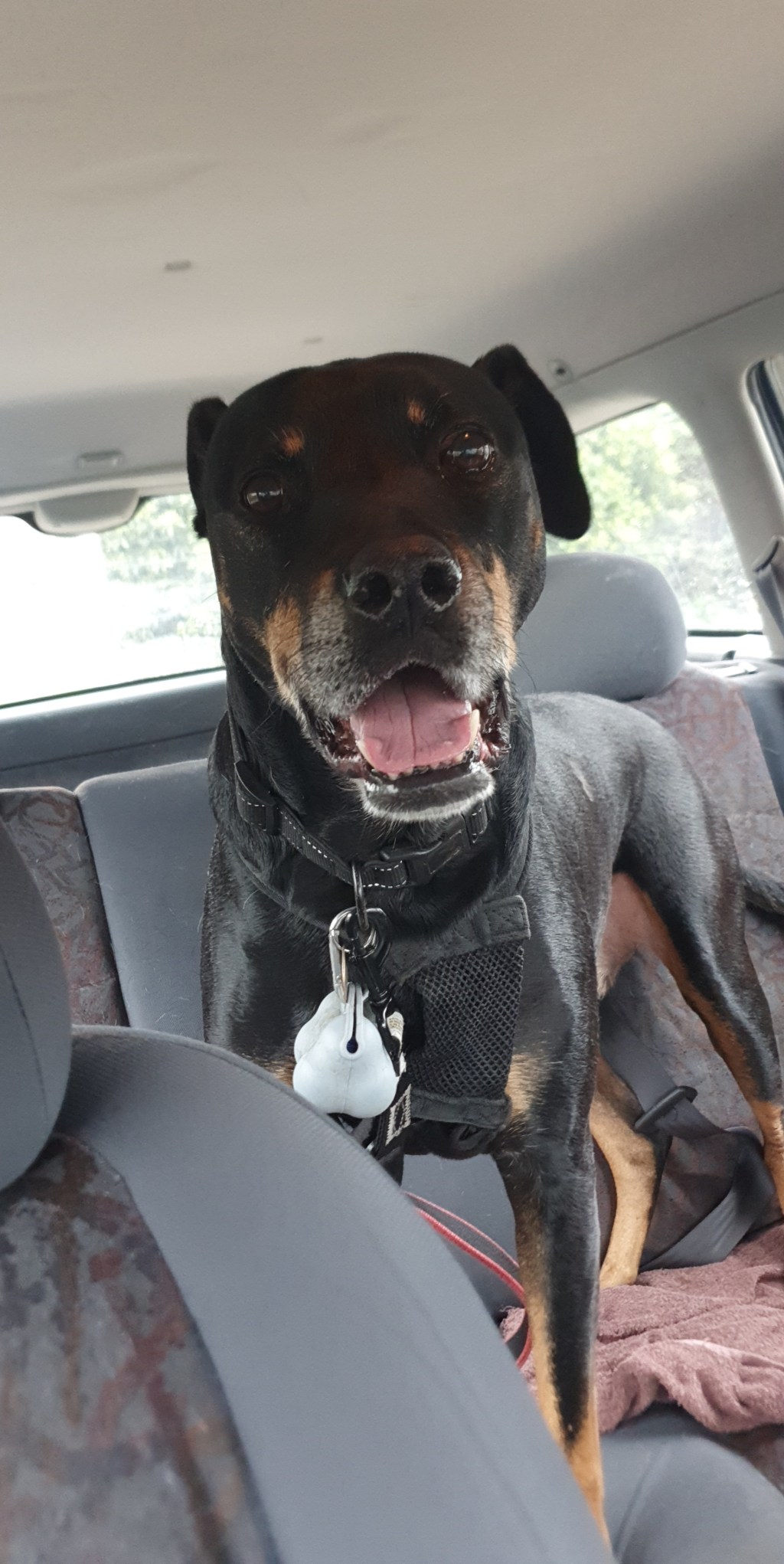 It feels so empty without Boss&nbsp;here..