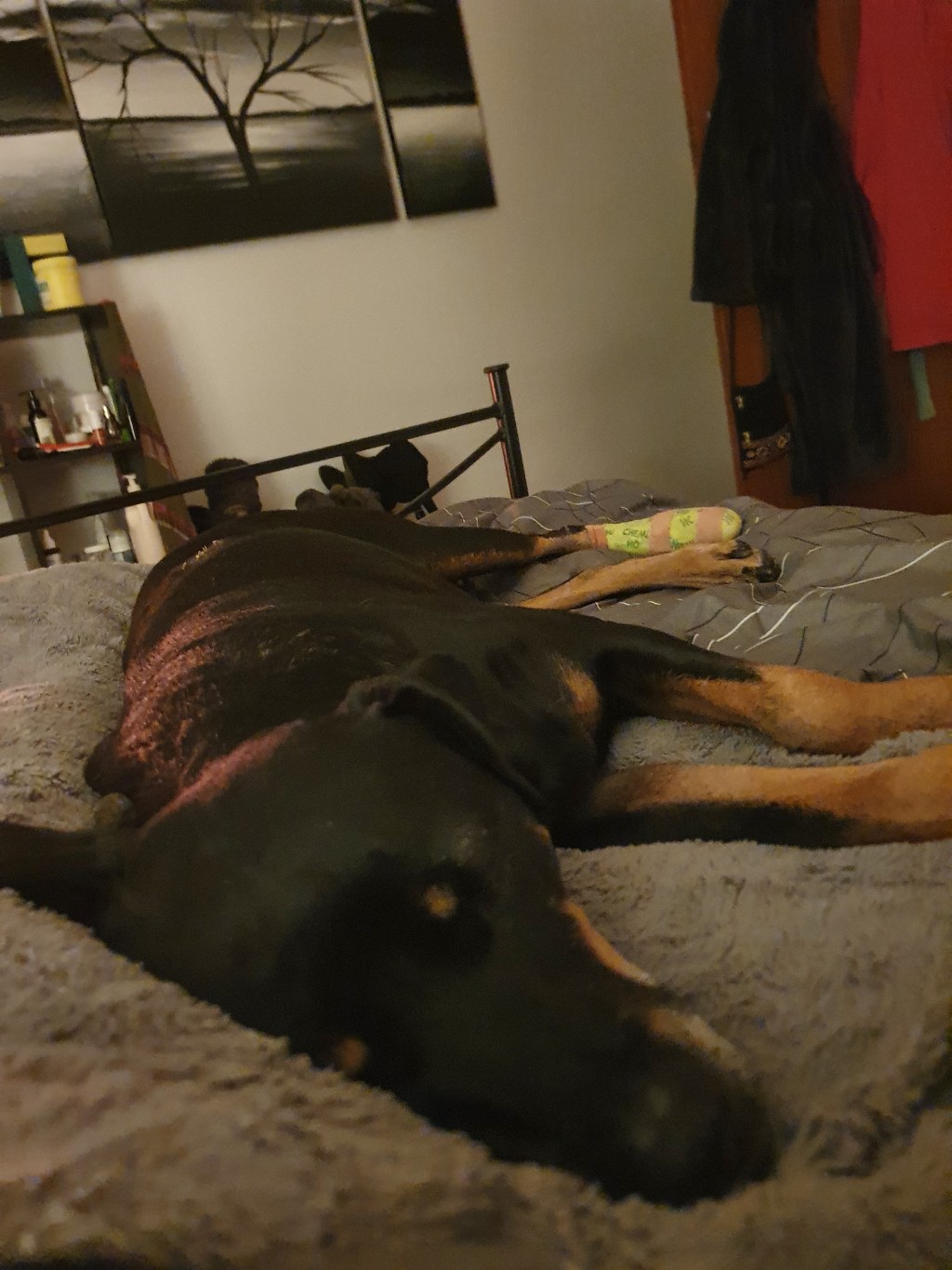 My beautiful sleeping companion Boss&nbsp;♡