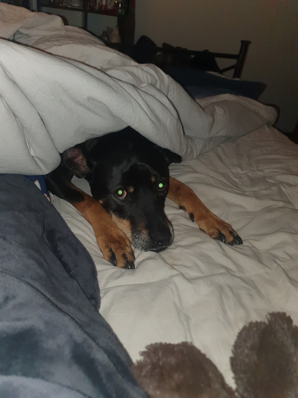 My past self (years ago) would never have allowed a dog to sleep in the same bed as me&nbsp;🤣