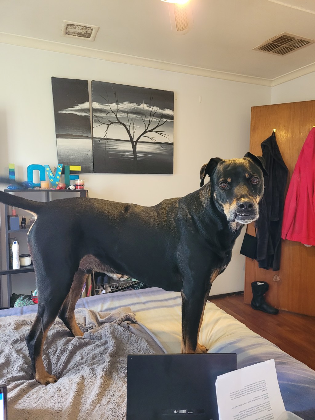 Please someone tell me how to shut Boss up!&nbsp;🙉😫