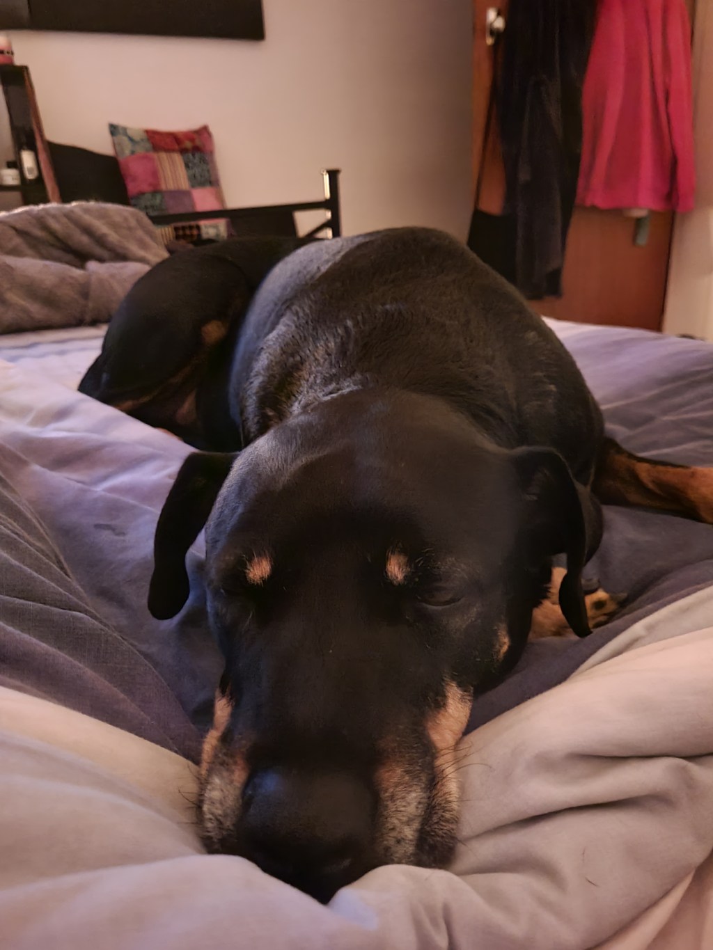 The same photo of Boss taken on different settings&nbsp;🐕🥰