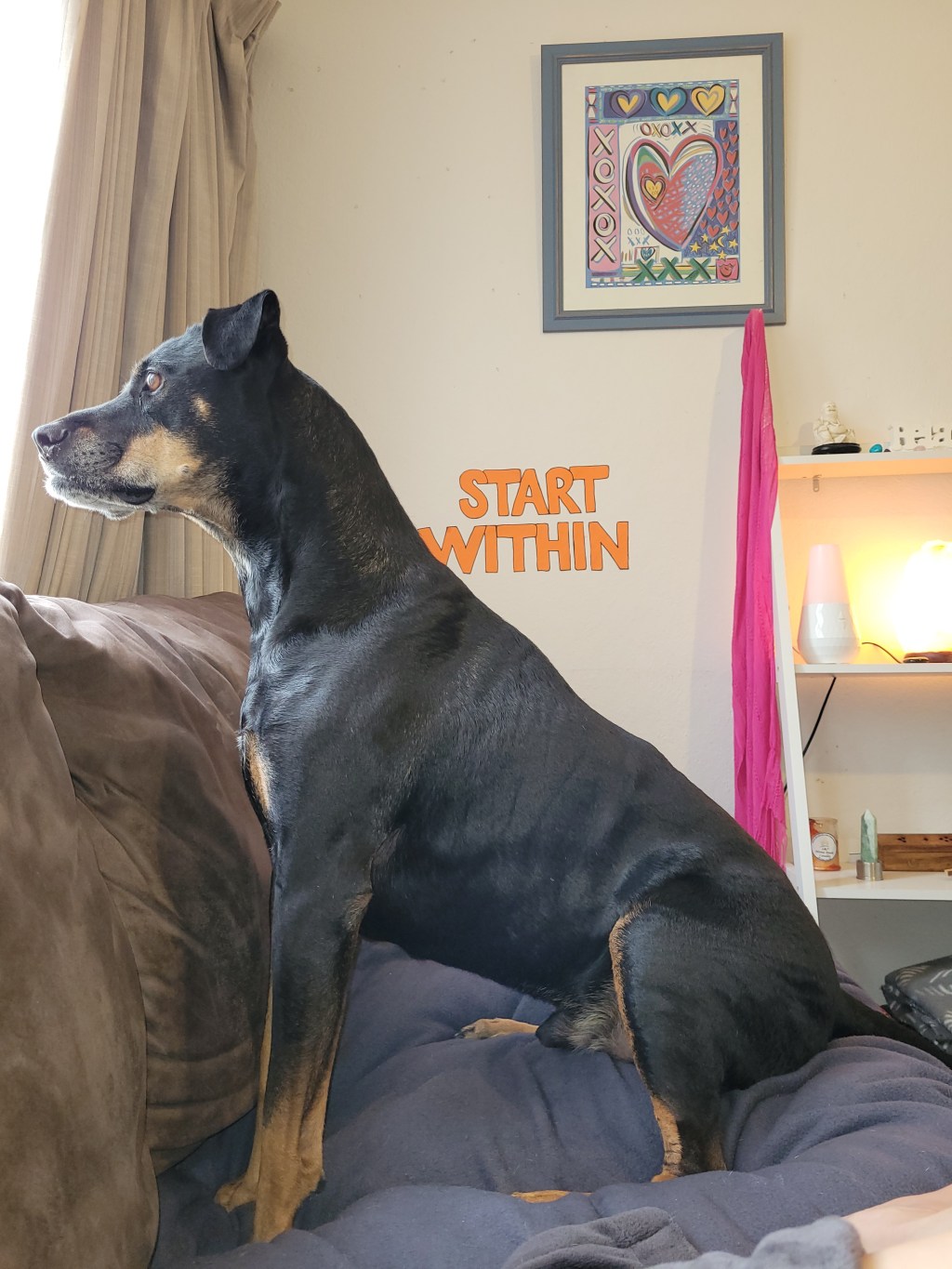 I reckon I could be perfectly content just hugging my baby Boss all day long&nbsp;🥰🐕