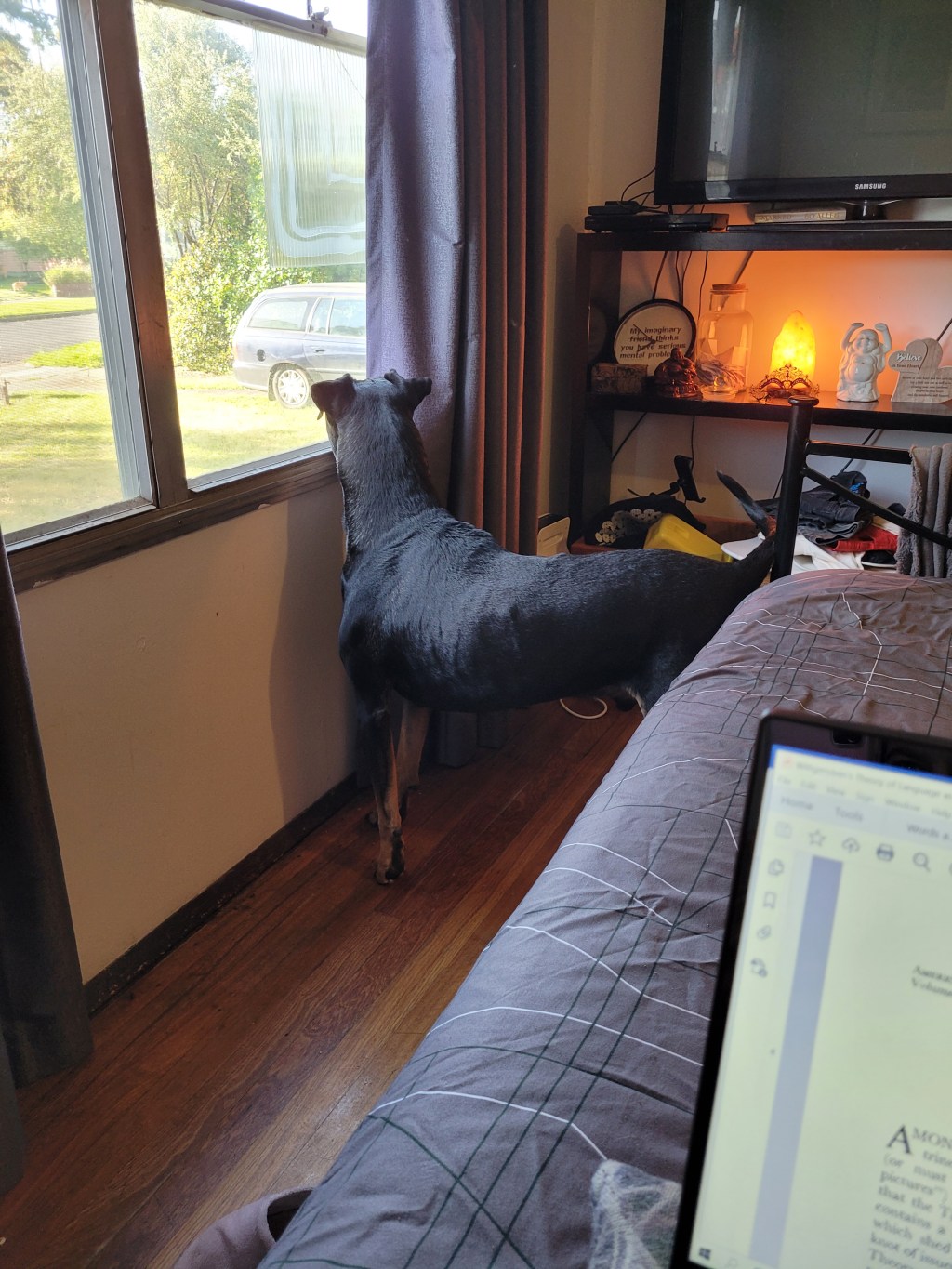 I am so over how much noise Boss makes when someone walks past&nbsp;😫