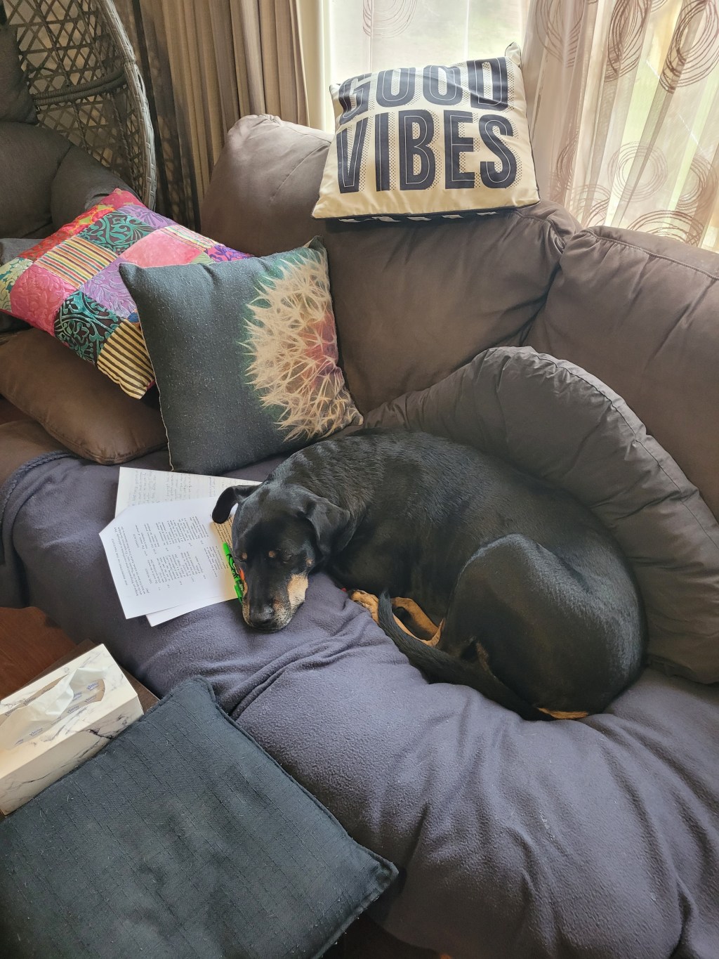 Walk away for a few minutes and Boss is already sitting in my spot.. on top of my school work&nbsp;😅