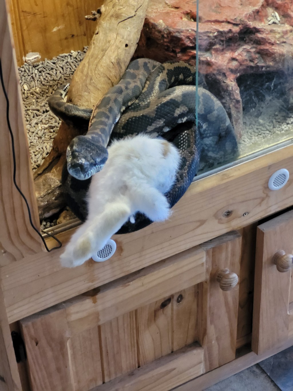 Now I can’t shut the enclosure&nbsp;🐍🤦‍♀️