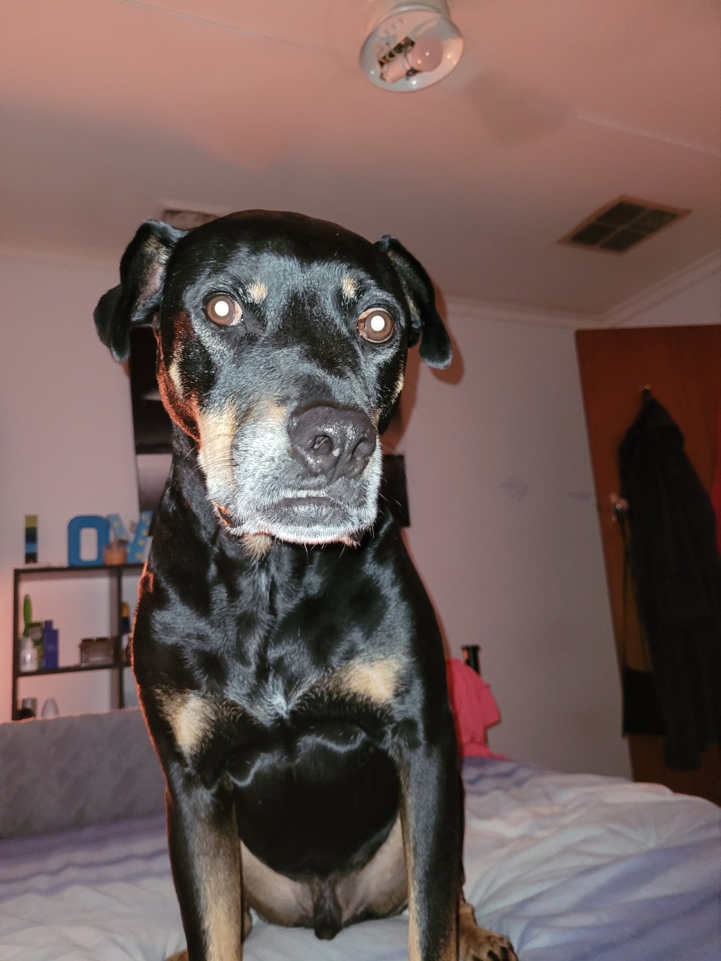 Still bribing him for cuddles&nbsp;😅