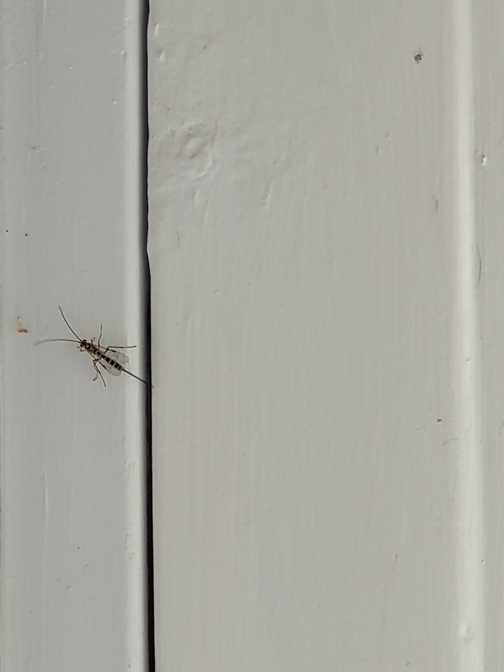 Googling to try and figure out what species this is&nbsp;🐝