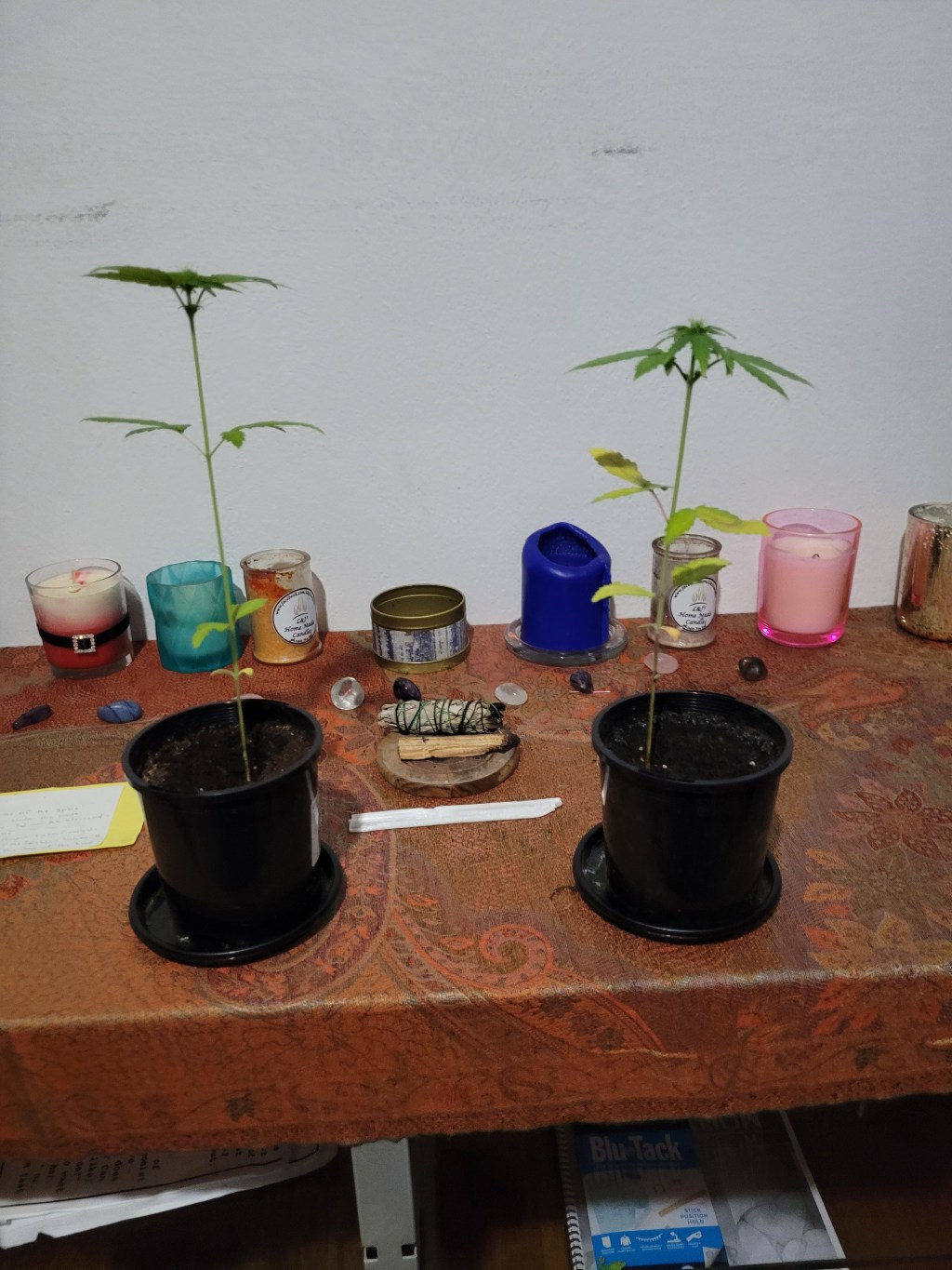 My babies needed to be repotted&nbsp;💜