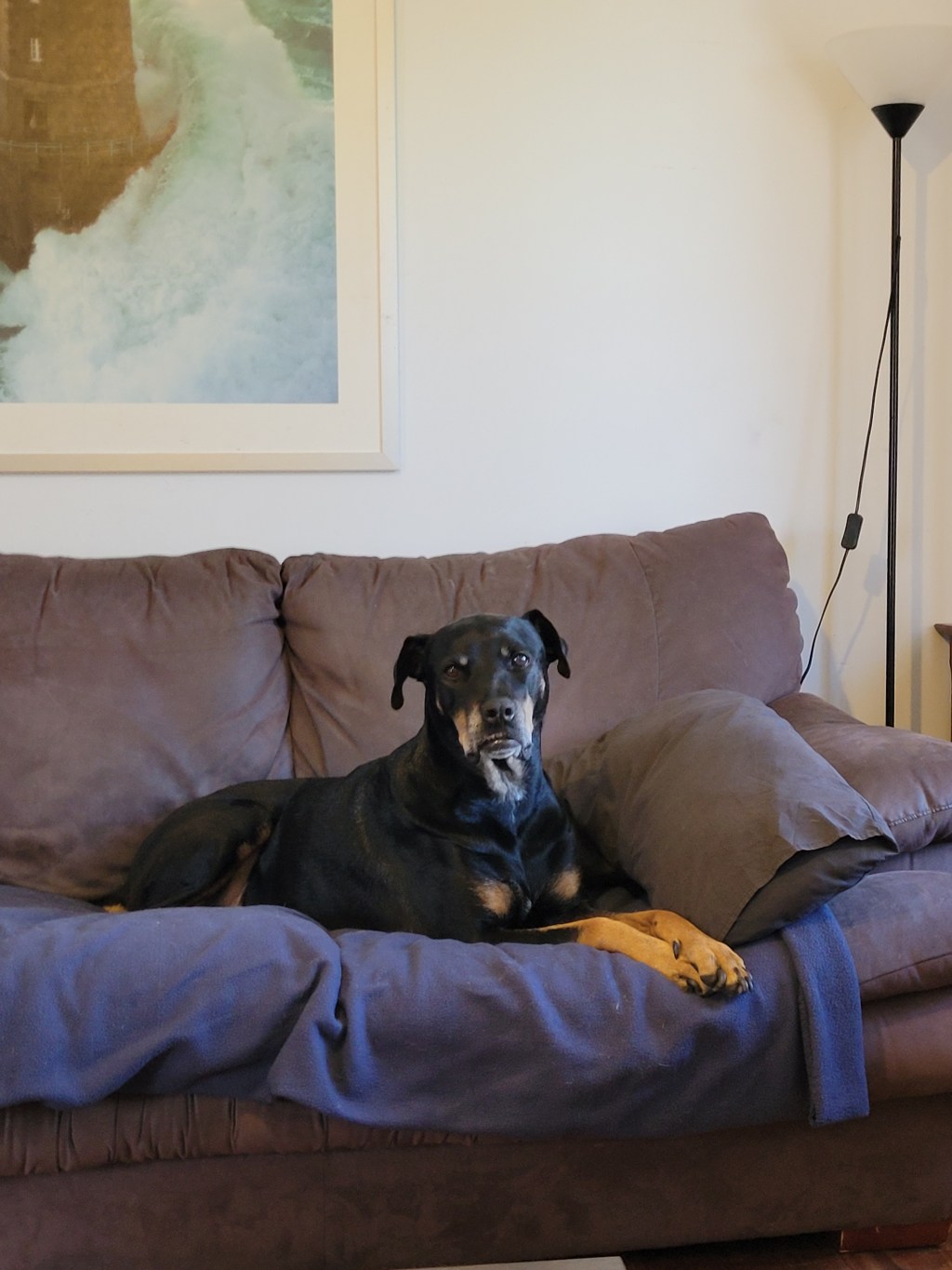 Day 37: 4th February 2022 – Boss won’t give me cuddles&nbsp;😖