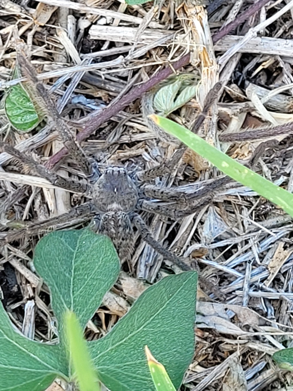 It’s all good!! I rehomed the spider to the backyard garden&nbsp;🥰