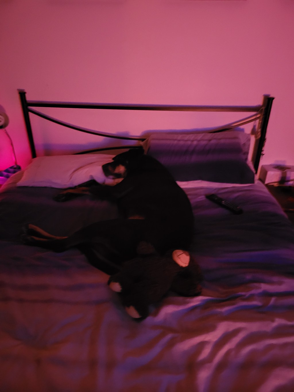 Boss is cuddling up close&nbsp;🥰