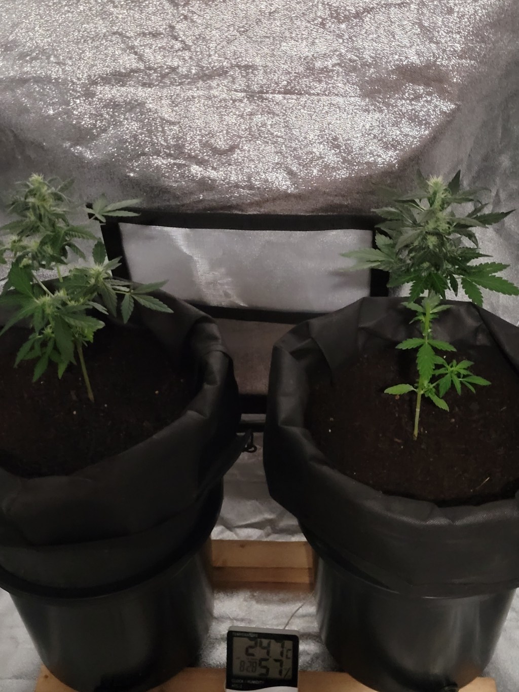 My babies look great and tent is dry!!&nbsp;🥰🥳