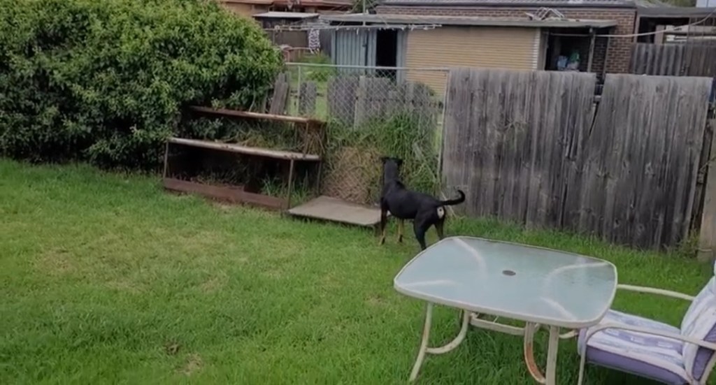 Boss meeting the next door neighbours dog&nbsp;🐕