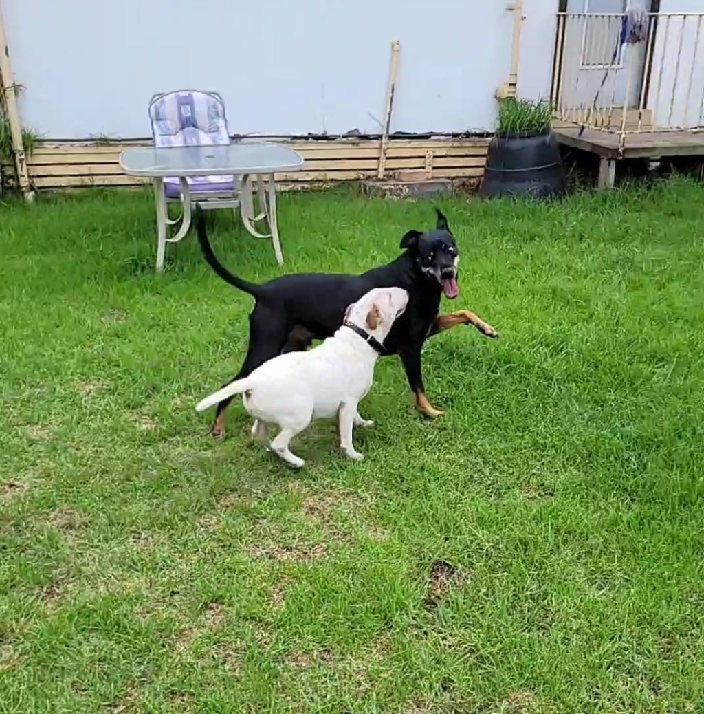 I looked out the kitchen window and there was the neighbours dog playing with Boss&nbsp;🐕