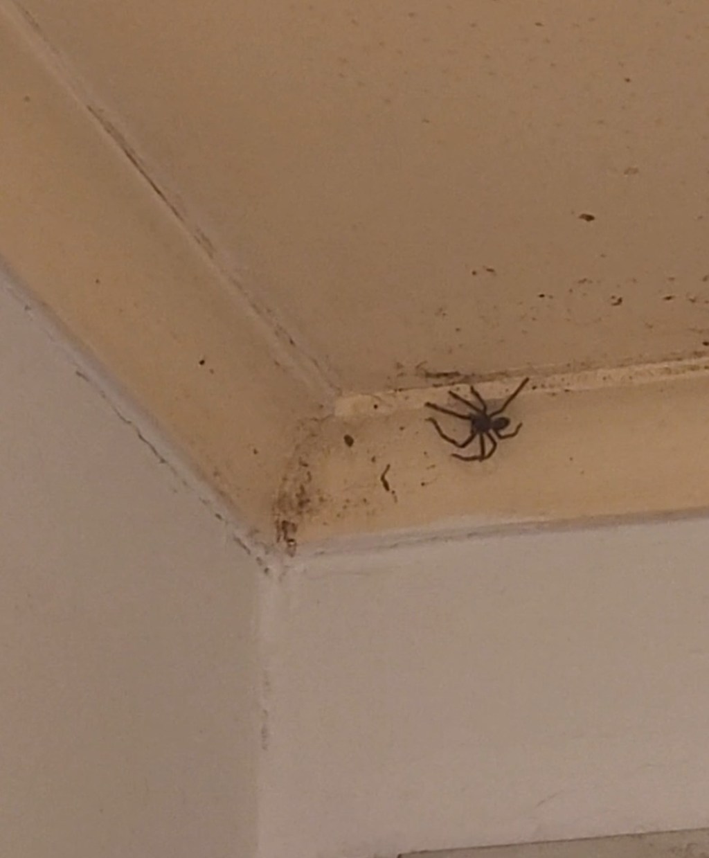 Day 37: 4th February 2022 – Part 3 – There’s a spider looking at me&nbsp;🕷😆