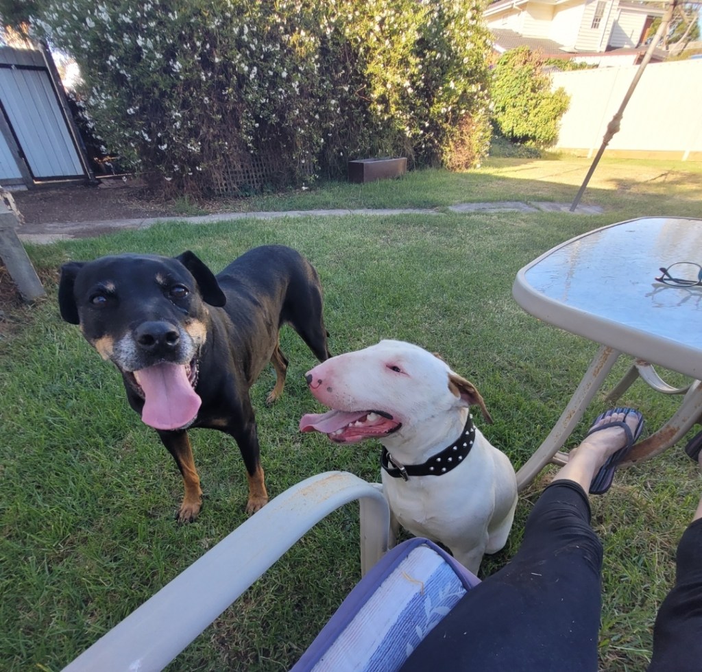 Day 59: 26th February 2022 | Part 3 | Dogs playing&nbsp;🐕