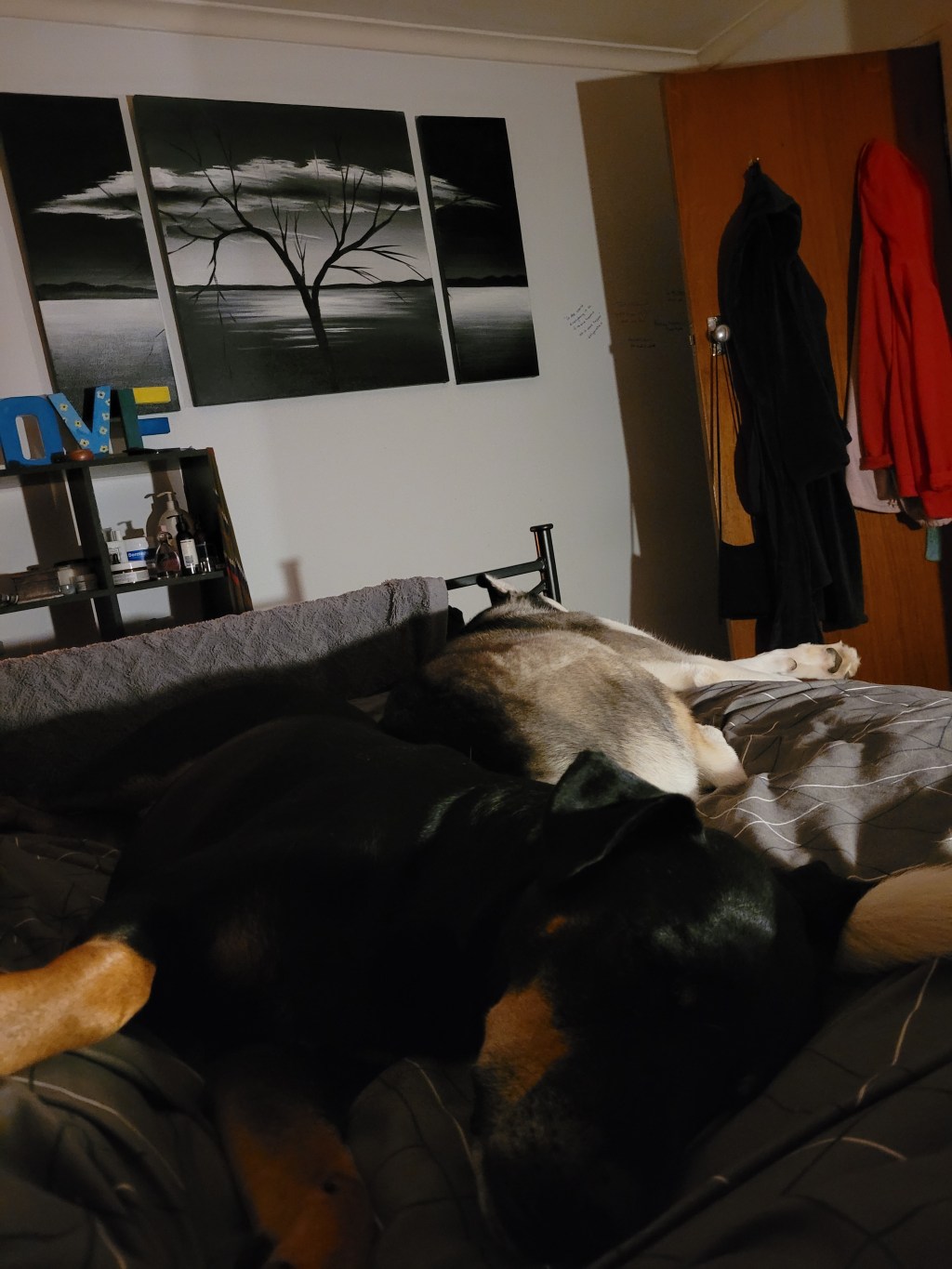 Day 79: 18th March 2022 | Part 3 | Boss and Diesel settling down to sleep&nbsp;😴🐕🥰