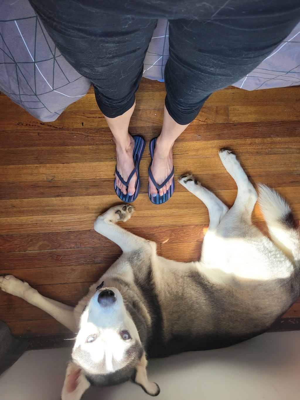 I am covered in white dog&nbsp;fur..