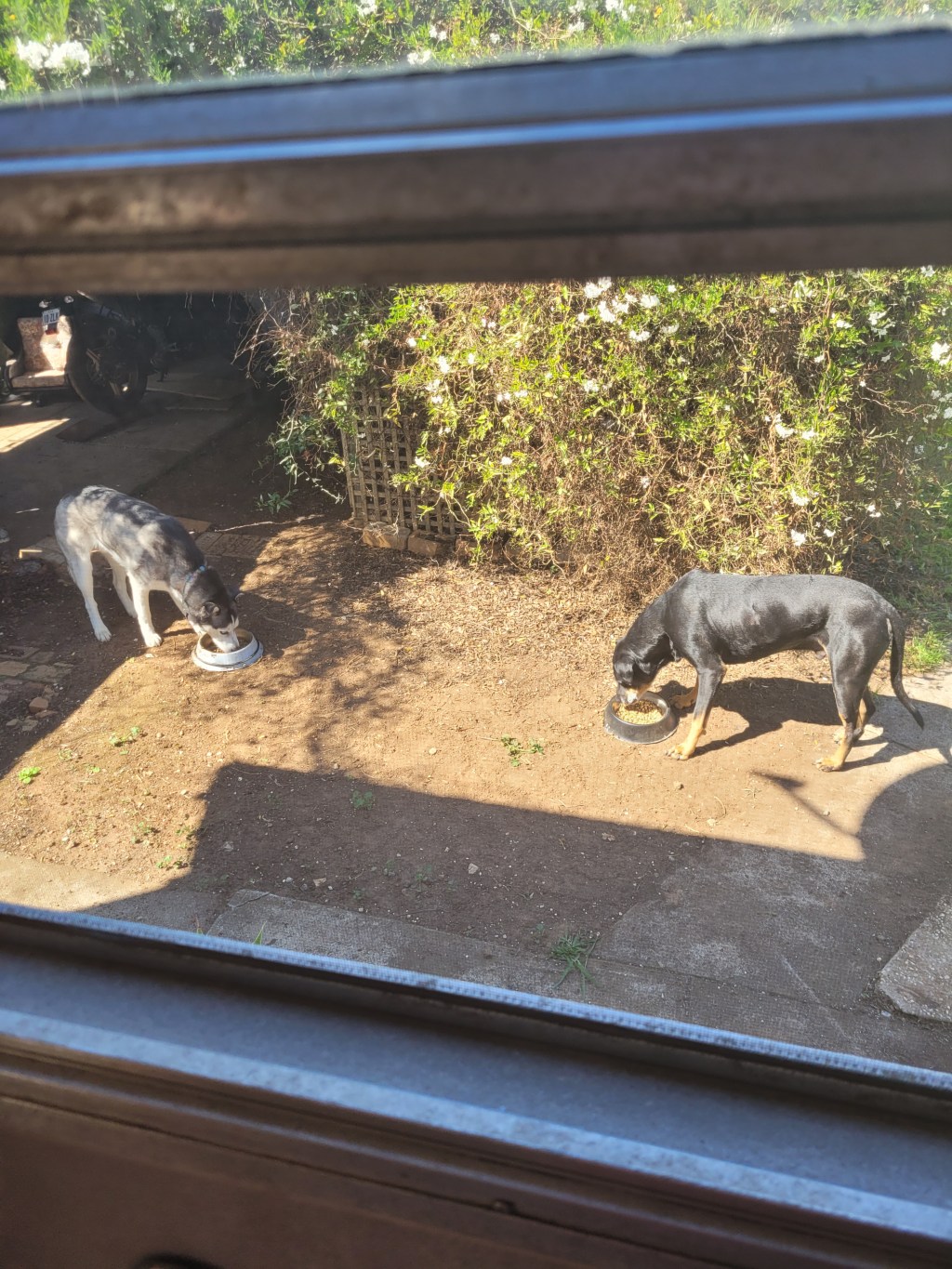 So much for teaching them to only use their own food bowls&nbsp;😅😆