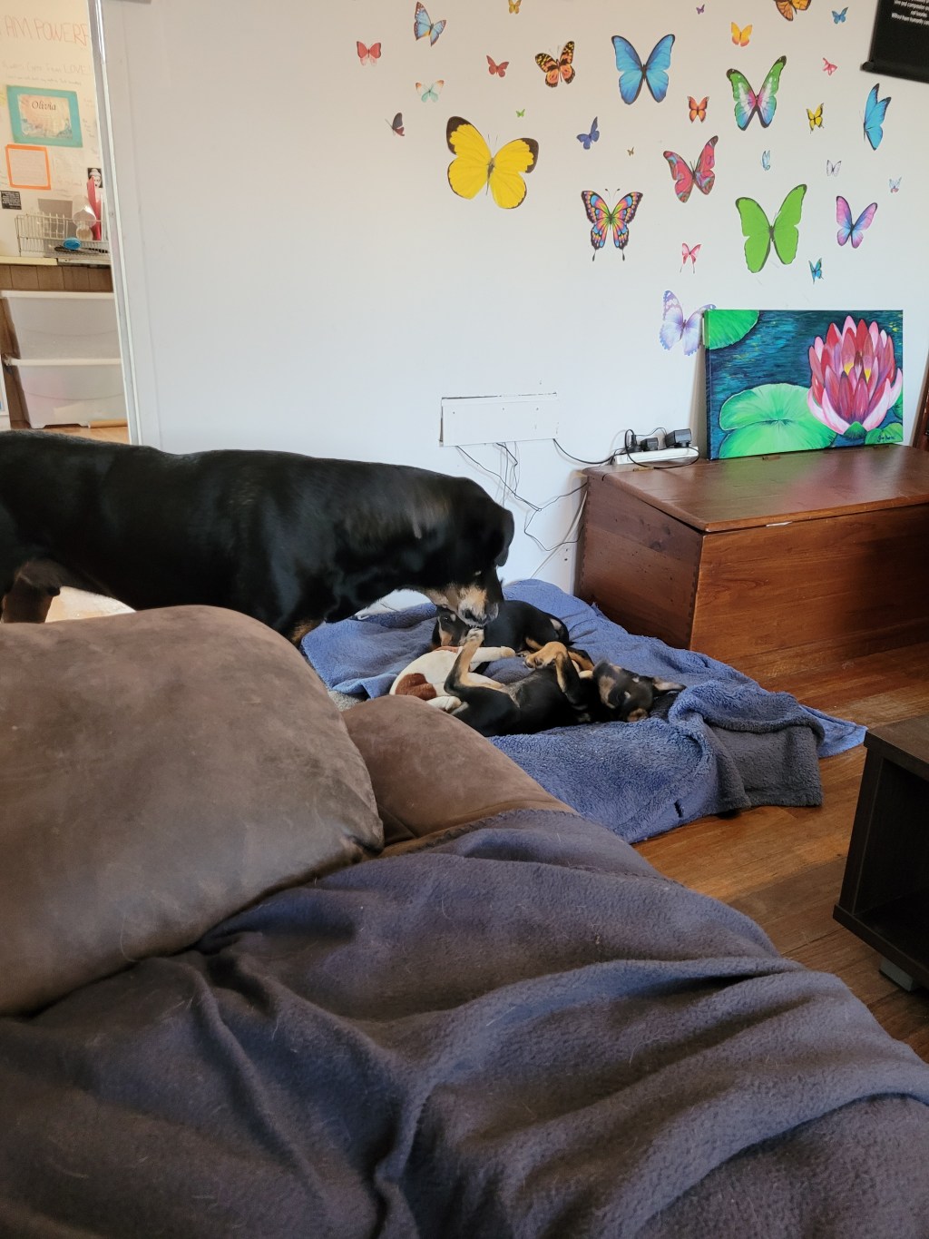 Day 87: 26th March 2022 | Puppies are a natural alarm ⏰️&nbsp;🐕😆