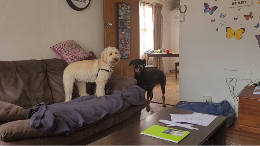 Day 63: 2nd March 2022 | Part 2 | Boss and Charli playing&nbsp;😊