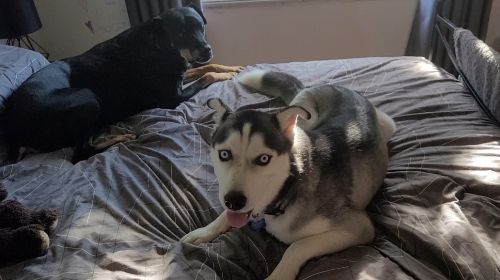 Day 80: 19th March 2022 | Part 3 | I say I will vacuum. I still haven’t vacuumed&nbsp;🤣