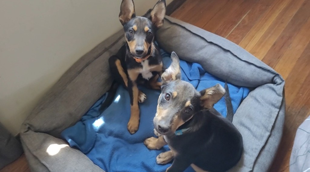 Day 87: 26th March 2022 | Part 2 | Puppies are better closer to me by the window&nbsp;🥰