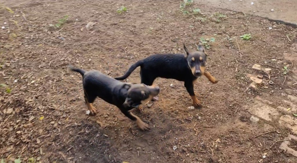 Day 88: 27th March 2022 | Part 2 | Puppy cuteness! Still no cushion&nbsp;😆