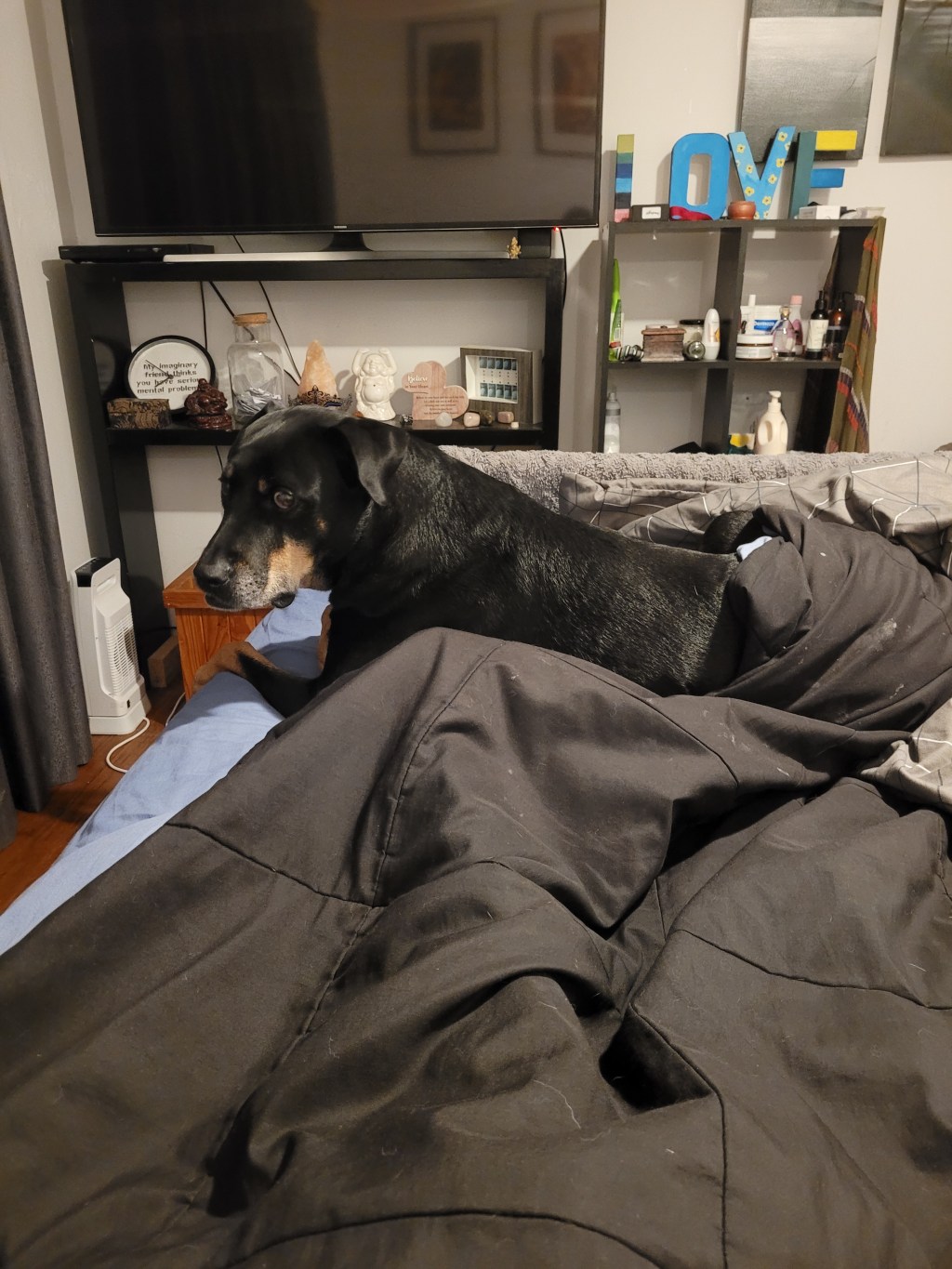 Woke up to Boss at the end of my bed like&nbsp;this..