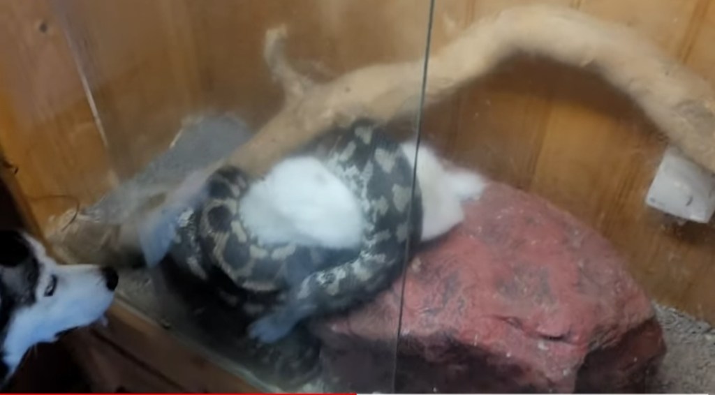 Day 83: 22nd March 2022 | Dinner time for Sebastian&nbsp;🐍