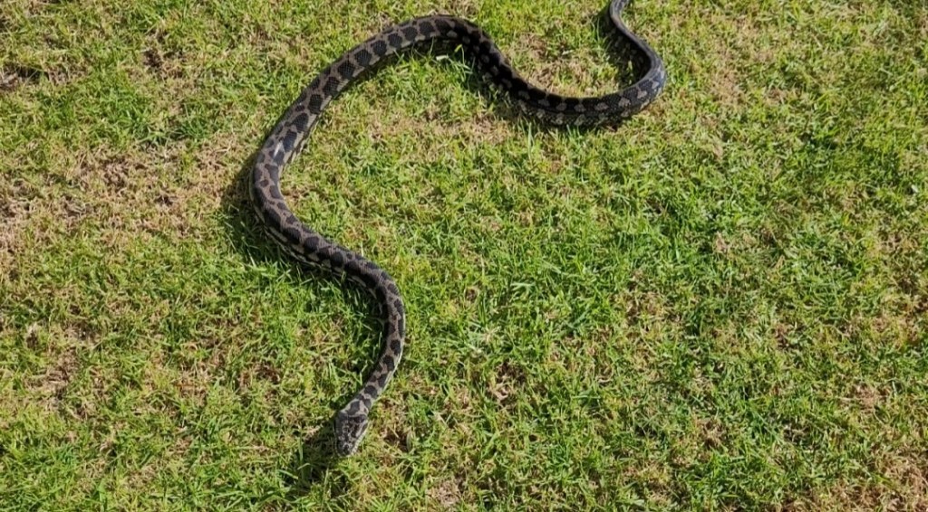 Day 117: 25th April 2022 | Part 4 | I’m not getting any reading done&nbsp;…