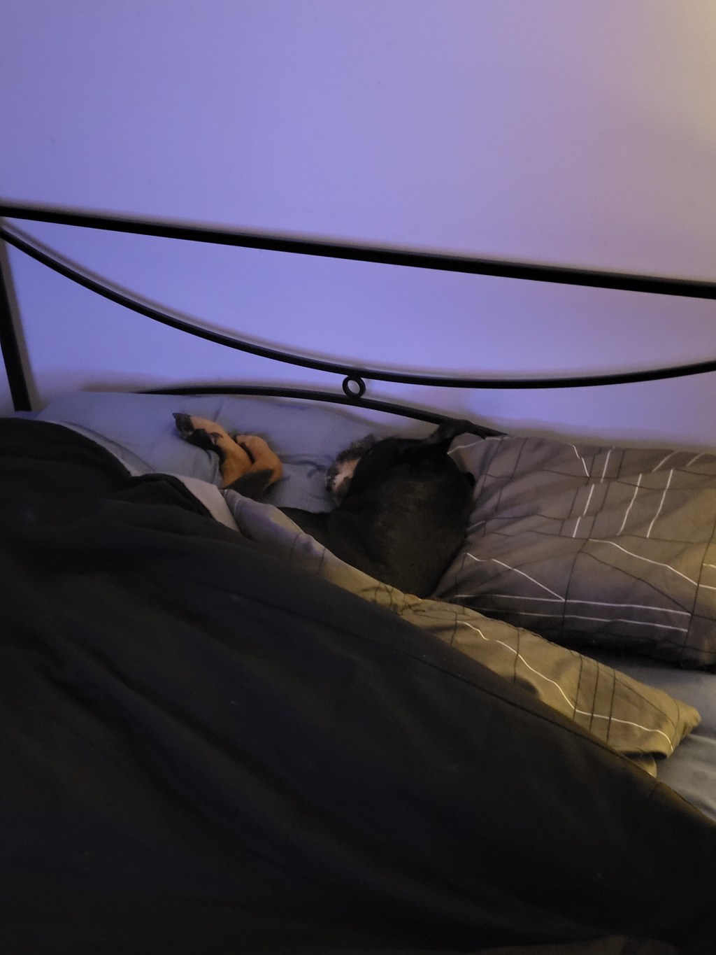 It’s hard to get bed when Boss lies right in the middle of it&nbsp;😅