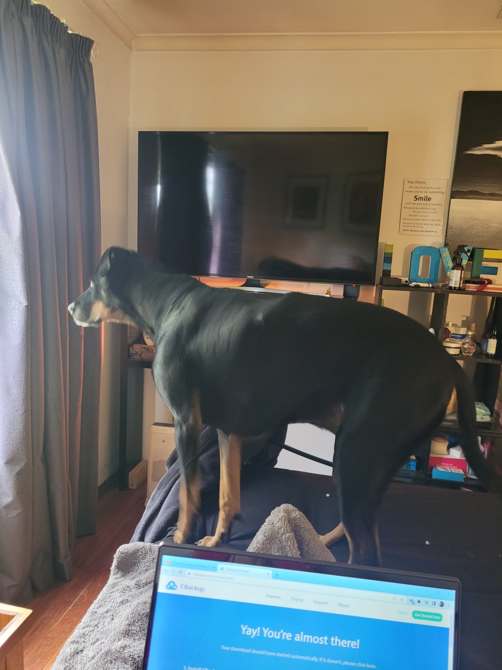 Boss really is an excellent guard dog!&nbsp;😂