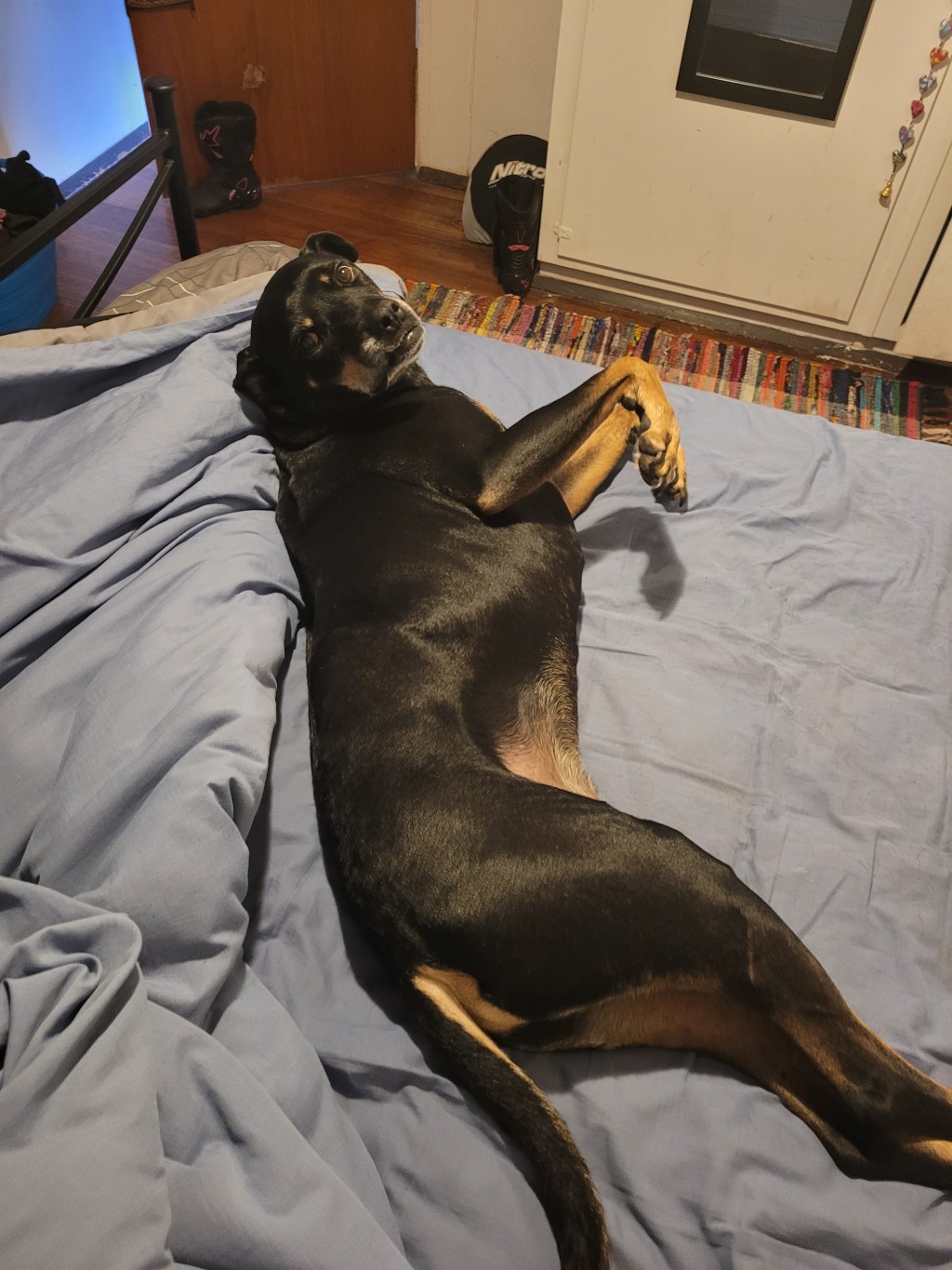 Boss really doesn’t want to get out of bed today&nbsp;😆