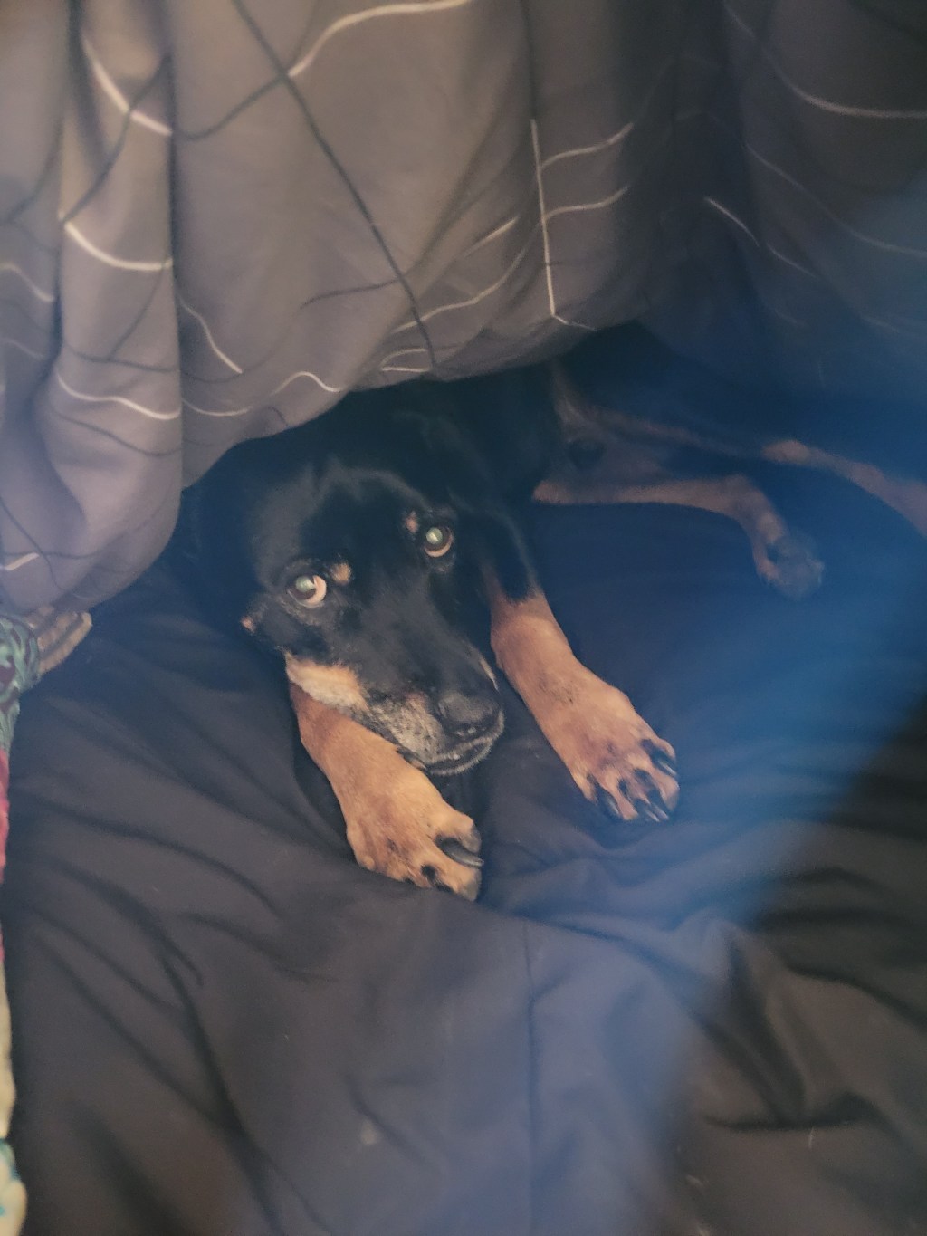 I tried to get Boss to lie on the duvet so I could put throw blanket on him, but that wasn’t what he wanted&nbsp;😅😆