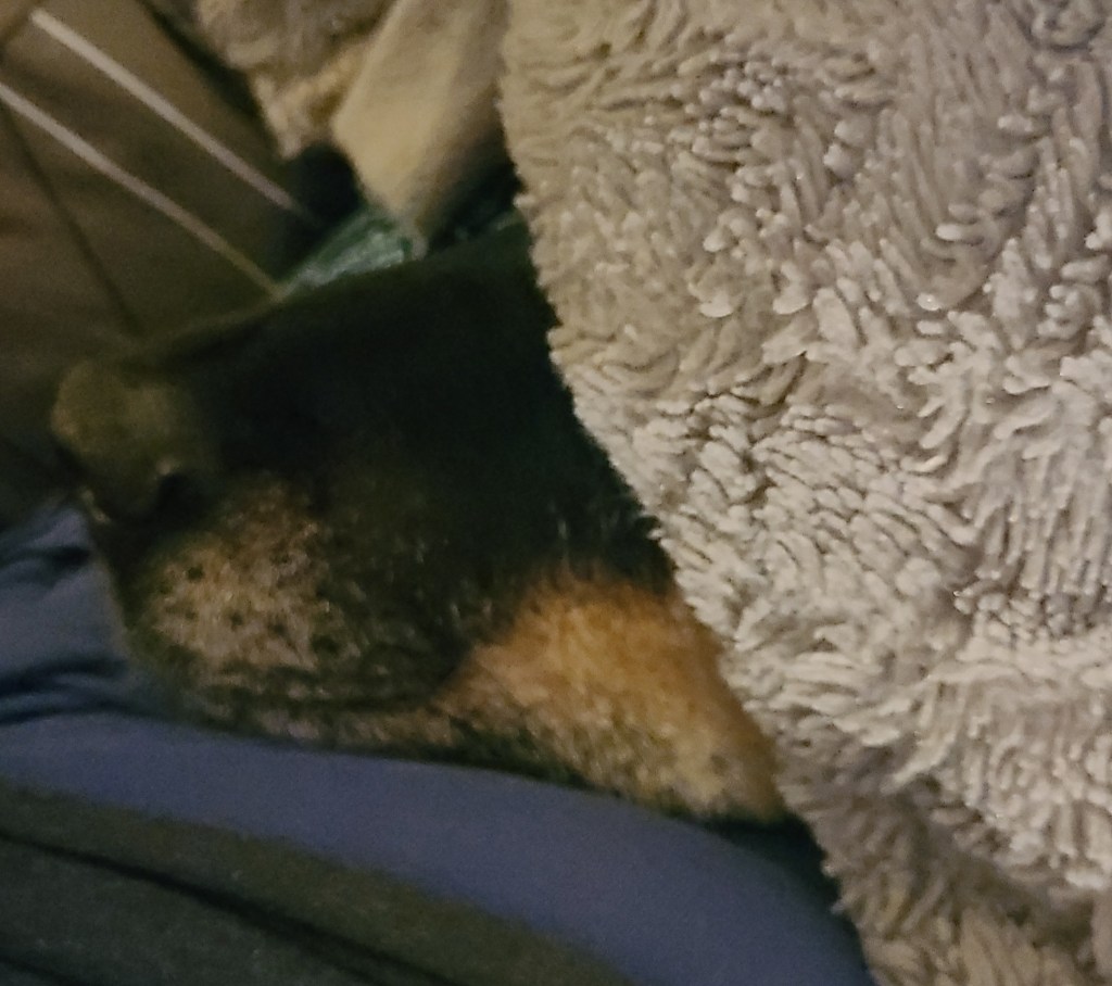 When Boss wants under the covers, I must stop everything and help&nbsp;him!😂😂