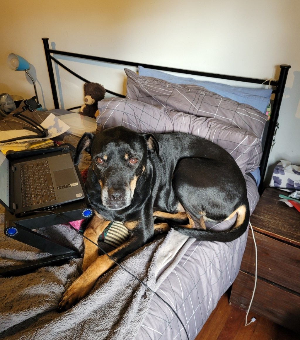 Day 138: 16th May 2022 | Part 3 | Boss stole my spot but boy is he&nbsp;cute!!🐕😍🥰