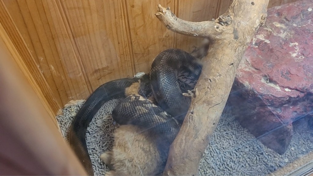 Day 188: 5th July 2022 | Part 3 | He is watching me watching him!&nbsp;🤣