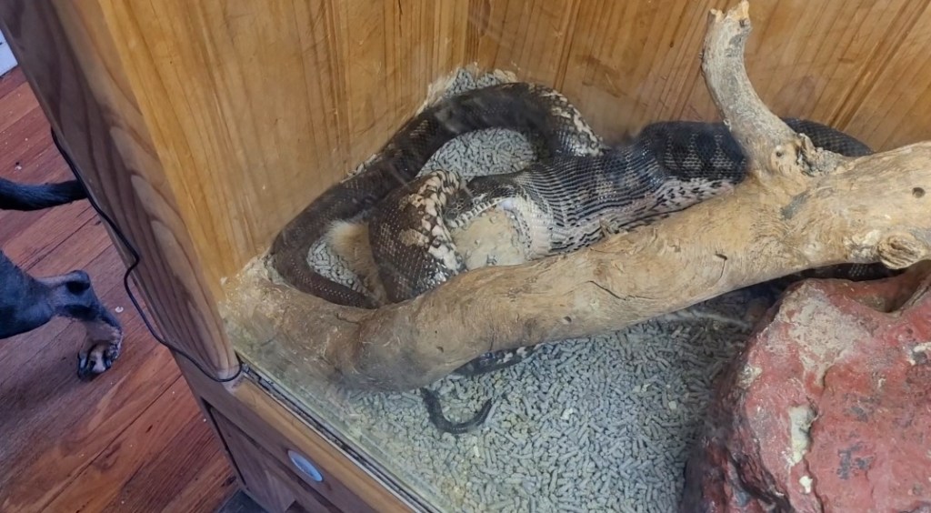 Day 188: 5th July 2022 | Part 4 | I risked filming Seb a bit more since its pretty cool to watch&nbsp;😎😝