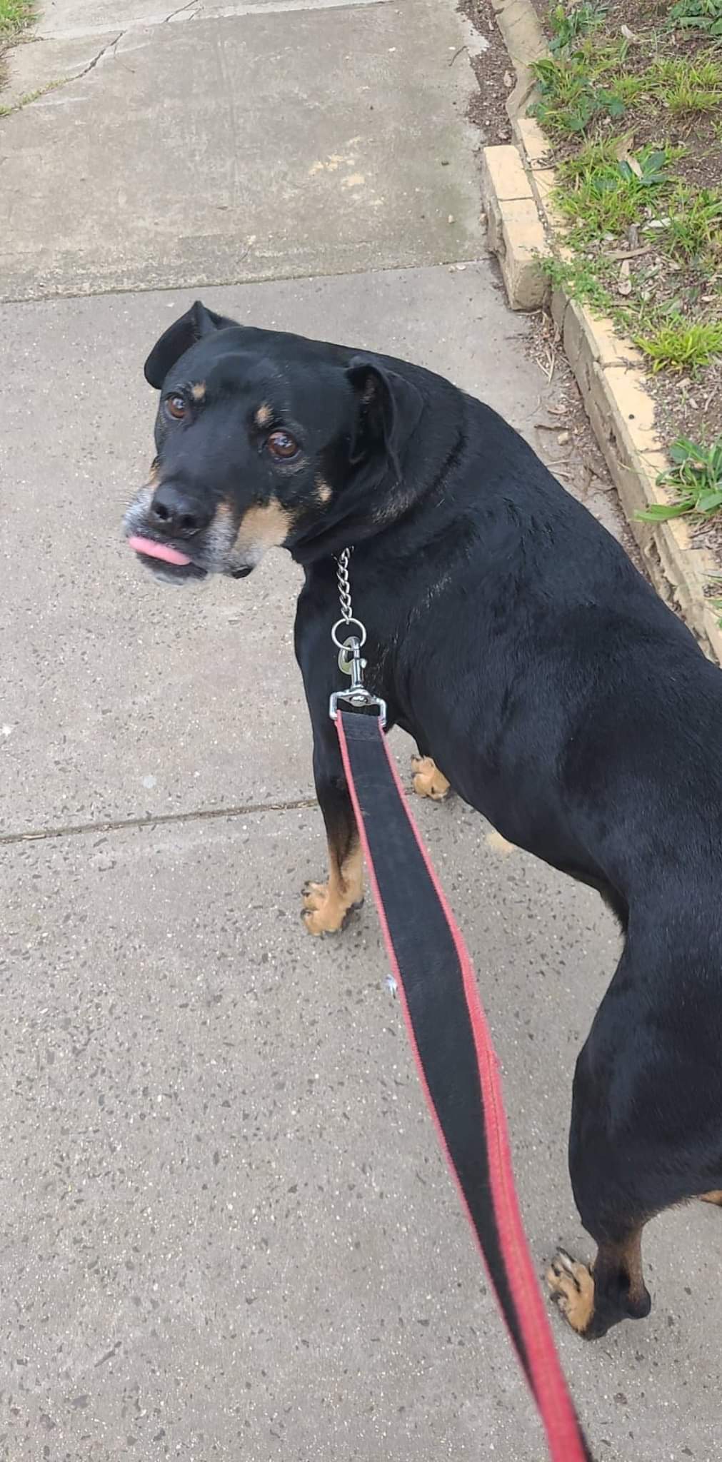 I am feeling much better after walking Boss&nbsp;🐕😁