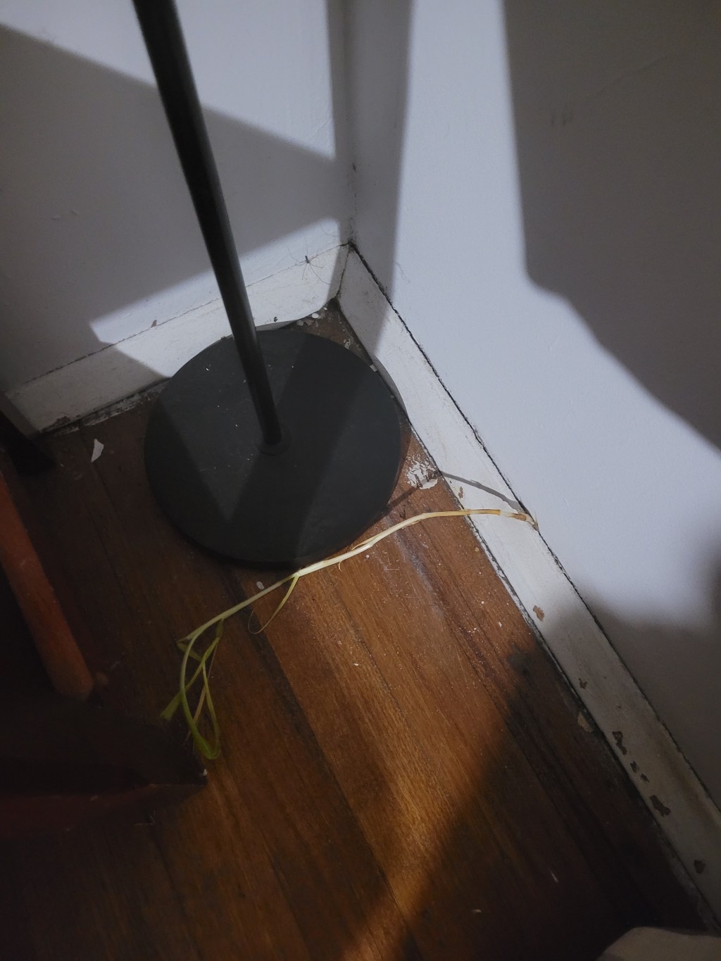 There are plants growing in my living room /&nbsp;office