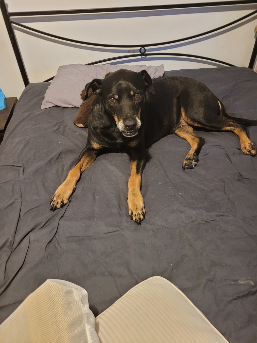 Boss sure likes to make changing the linen on my bed more difficult&nbsp;🤣🤣