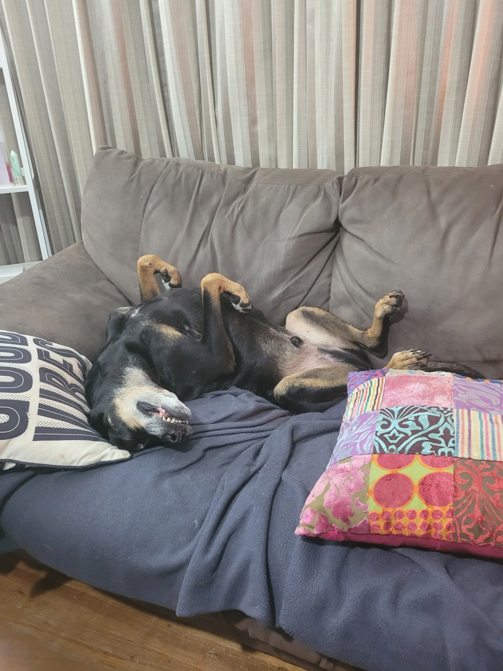 It’s 3:14 am, I’m surrounded by uni notes with Boss looking absolutely adorable while he sleeps&nbsp;😍🤩